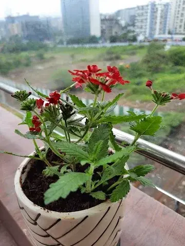 1 BHK Flat for Rent in Mohan Nagar Society Baner