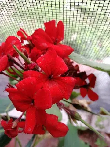 4 BHK Villa for Sale in Koregaon Park