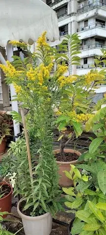 4 BHK Flat for Sale in Khar West