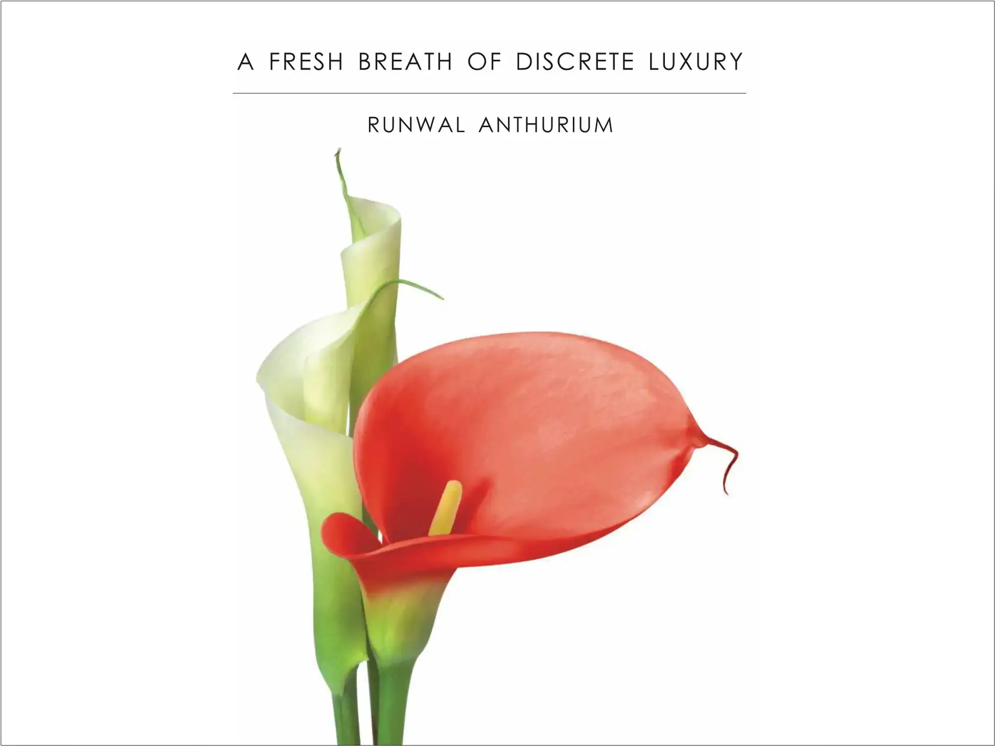 Runwal Anthurium