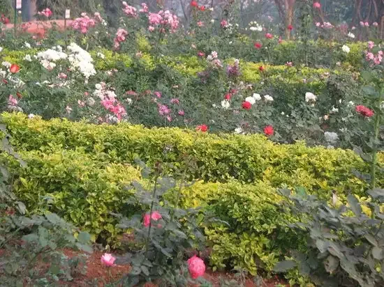 Rose Garden