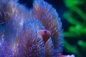 Gruha Kalyan Anemone