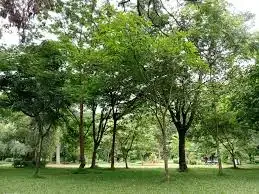 Neighbourhood Tree Park