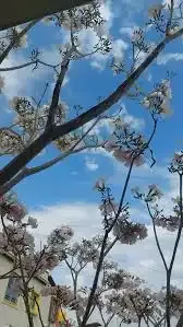 Blue Valley Cherry Tree