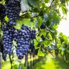 Innovative Grapes Garden