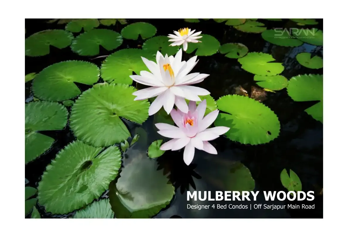 Saran Mulberry Woods